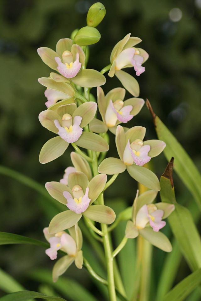 Cymbidium Sweet Heart 'Sakura' = Wild Green
