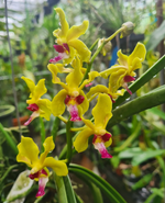 Carica l&#39;immagine nel visualizzatore Galleria, Vanda Sweetara Wong Yit Hoe (Vandachostylis Luke Thai × Paraphalaenopsis denevei)

