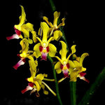 Carica l&#39;immagine nel visualizzatore Galleria, Vanda Sweetara Wong Yit Hoe (Vandachostylis Luke Thai × Paraphalaenopsis denevei)
