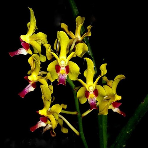 Vanda Sweetara Wong Yit Hoe (Vandachostylis Luke Thai × Paraphalaenopsis denevei)