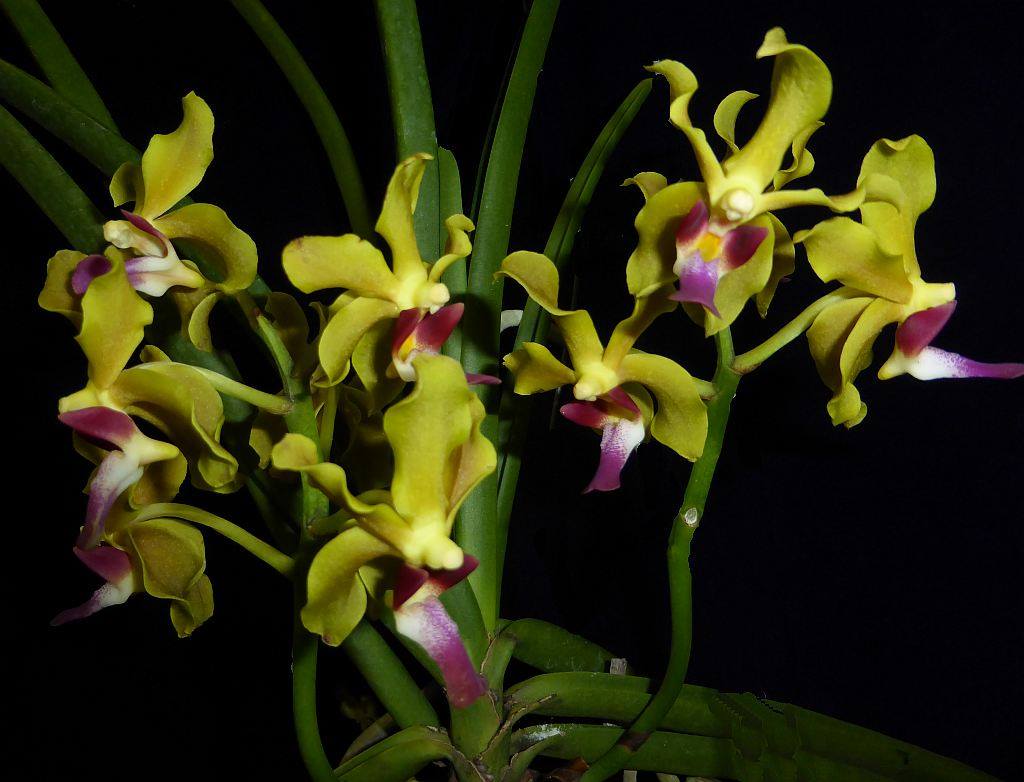 Vanda Sweetara Wong Yit Hoe (Vandachostylis Luke Thai × Paraphalaenopsis denevei)