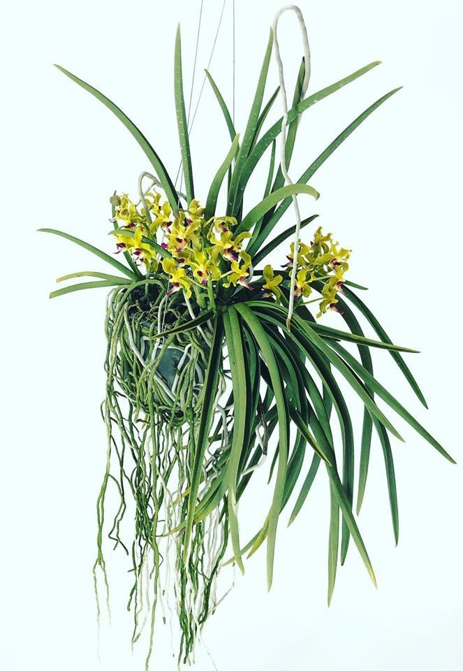 Vanda Sweetara Wong Yit Hoe (Vandachostylis Luke Thai × Paraphalaenopsis denevei)
