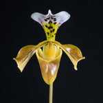 Carica l'immagine nel visualizzatore Galleria, Paphiopedilum gratrixianum