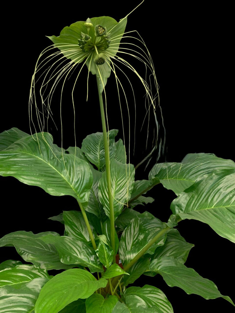 Tacca chantrieri 'Green Isle'