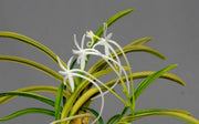 Neofinetia falcata 'Taiyoden' 太陽殿