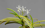 Carica l'immagine nel visualizzatore Galleria, Neofinetia falcata 'Taiyoden' 太陽殿