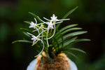 Carica l'immagine nel visualizzatore Galleria, Neofinetia falcata 'Tamakoro' 옥향로 玉香爐