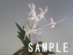 Neofinetia falcata 'Tensyou' 天晶