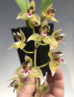 Carica l&#39;immagine nel visualizzatore Galleria, Thecopus maingayi 
