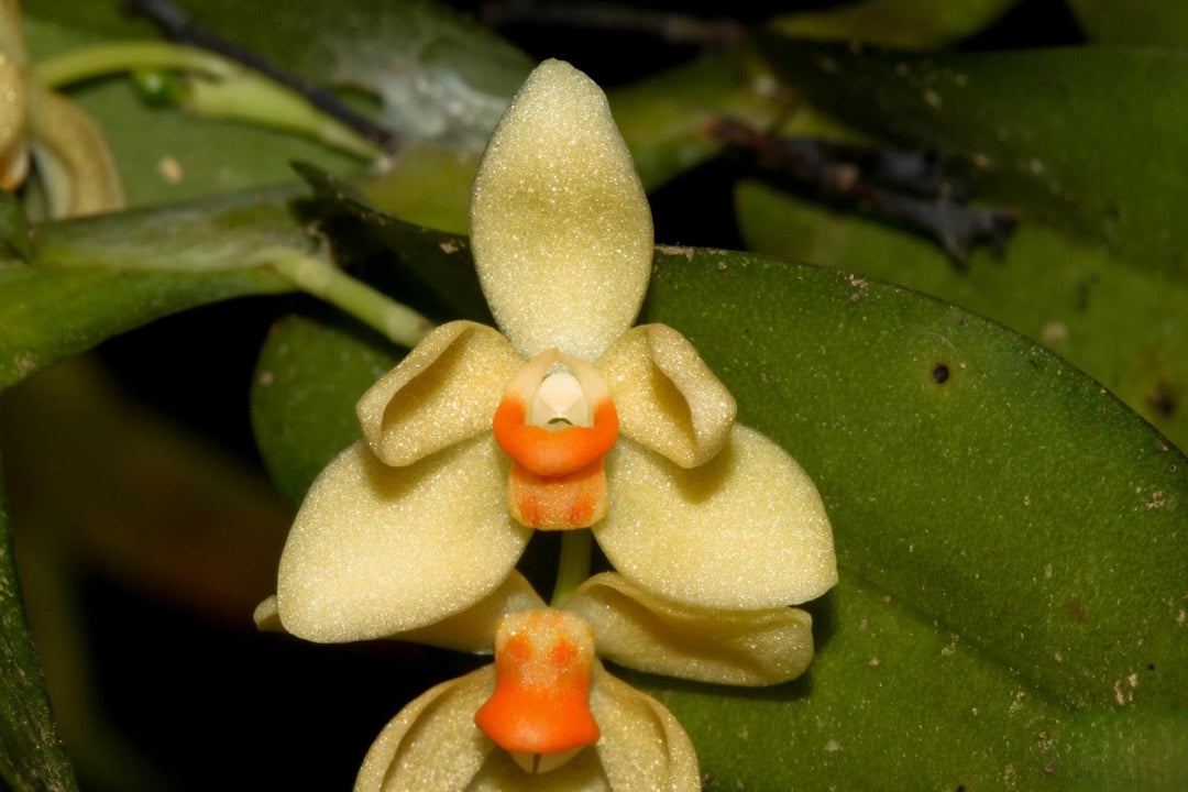 Thrixspermum pensile