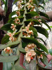 Thrixspermum pensile