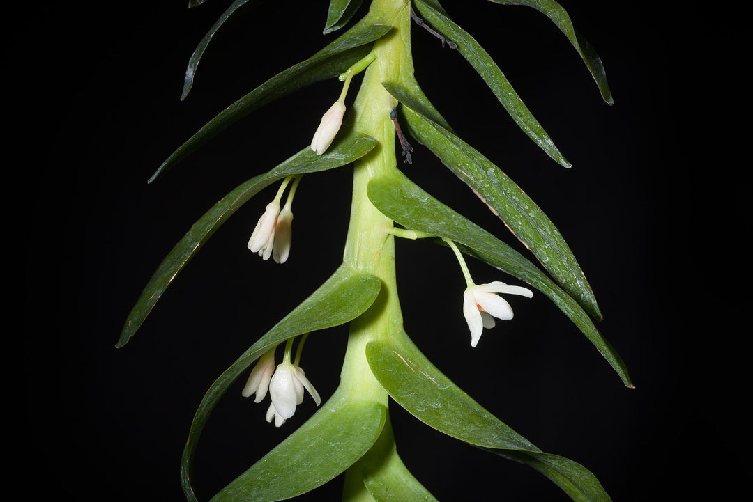 Thrixspermum pensile