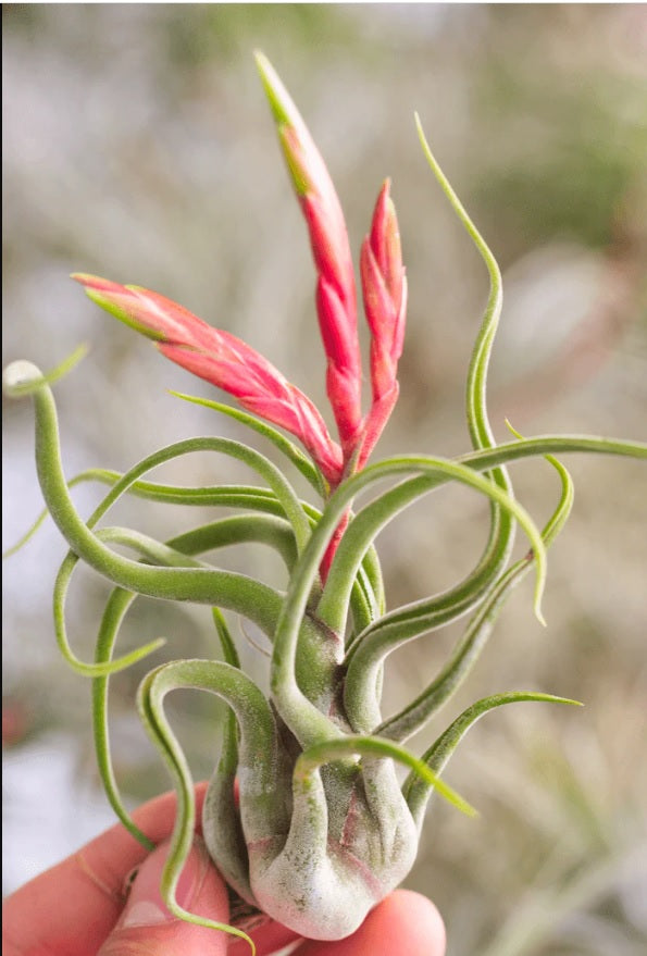 Tillandsia Caput Medusae