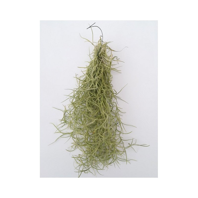 Tillandsia usneoides