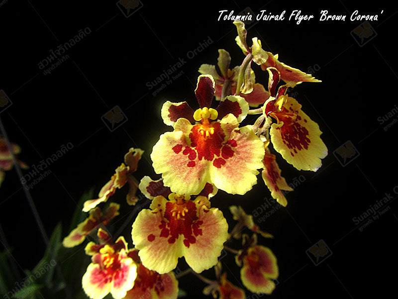 Tolumnia Jairak Flyer 'Brown Corona'