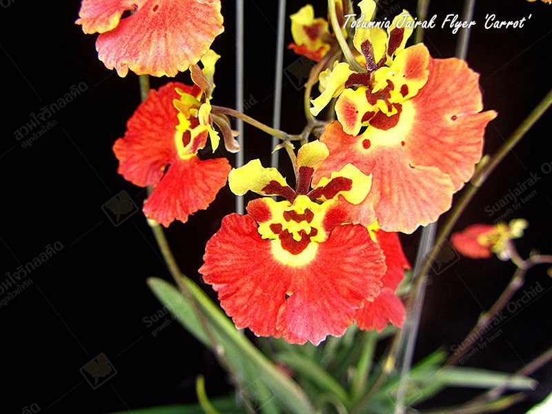 Tolumnia Jairak Flyer 'Carrot'