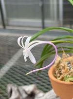 Carica l'immagine nel visualizzatore Galleria, Neofinetia falcata 'Tougen’ 桃源