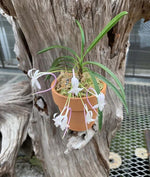 Carica l'immagine nel visualizzatore Galleria, Neofinetia falcata 'Tougen’ 桃源