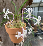 Carica l'immagine nel visualizzatore Galleria, Neofinetia falcata 'Tougen’ 桃源