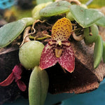 Carica l&#39;immagine nel visualizzatore Galleria, Trias nummularia
