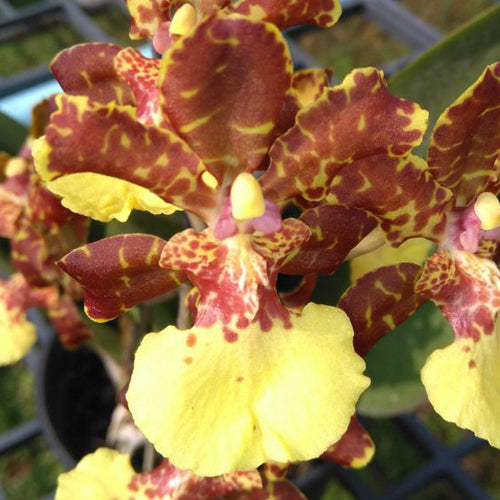 Trichocentrum Kuquat (Trichocentrum splendidum × Trichocentrum Haematochilum)