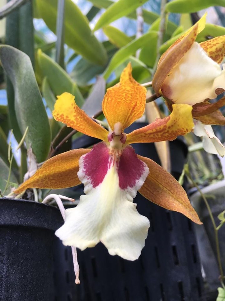 Trichocidium Hi-Ace (Trichocentrum tigrinum x Oncidium lanceanum)