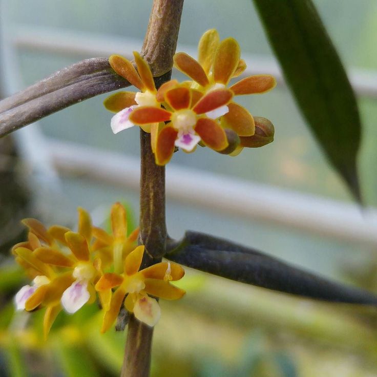 Trichoglottis amesiana
