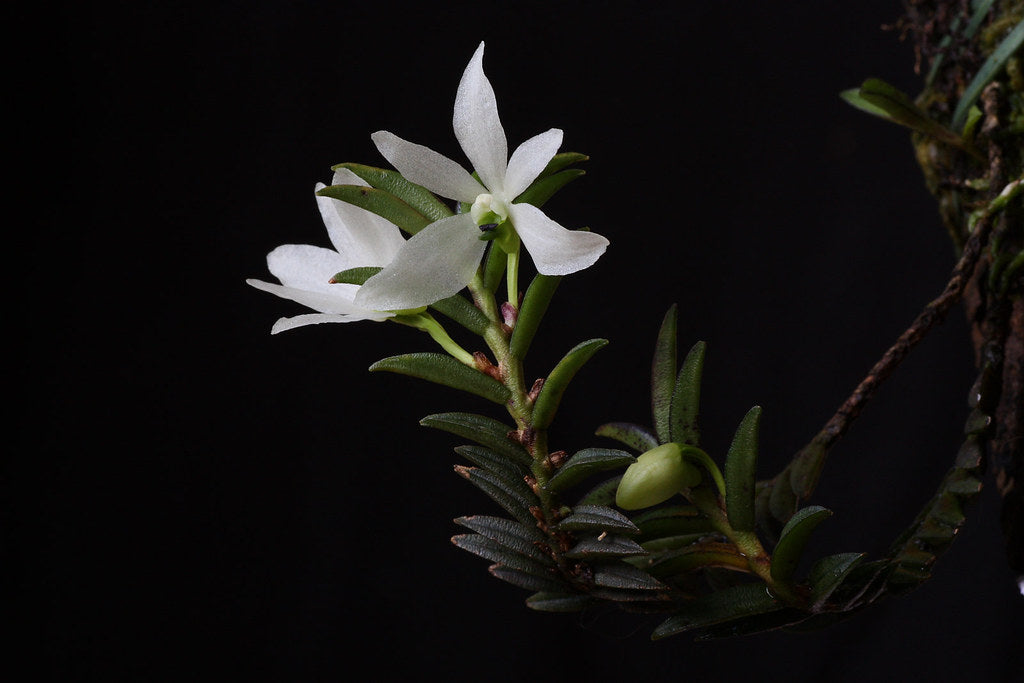 Trichoglottis biglandulosa syn. Ceratochilus biglandulosus