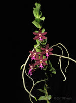 Carica l&#39;immagine nel visualizzatore Galleria, Trichoglottis brachiata 4N
