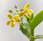 Carica l&#39;immagine nel visualizzatore Galleria, Trichoglottis ionosma var. flava
