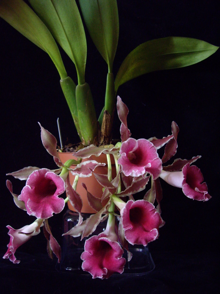 Trichopilia coccinea