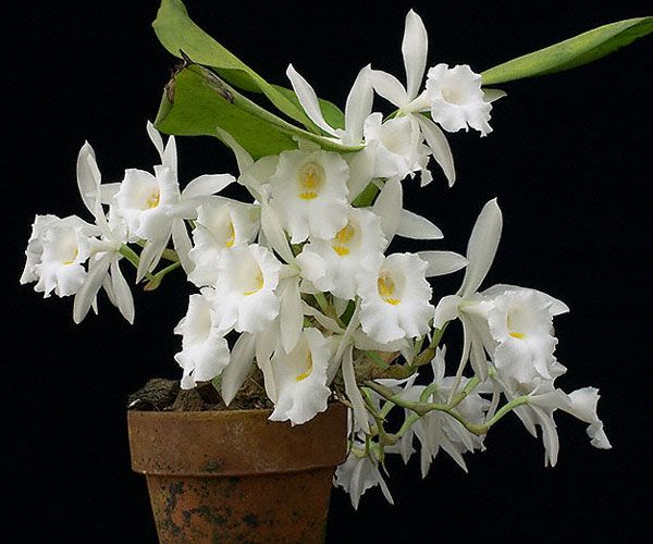 Trichopilia fragrans