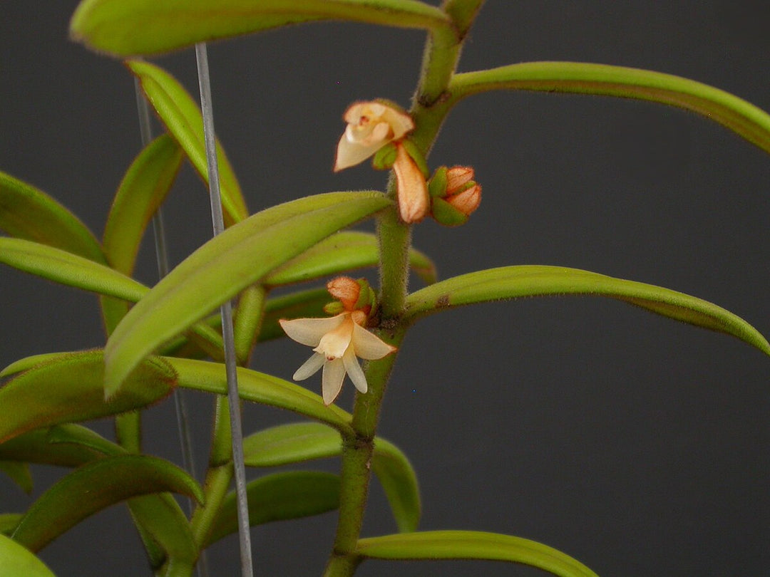 Trichotosia velutina