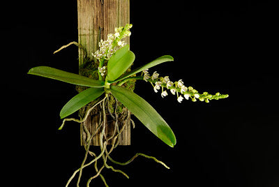 Tuberolabium kotoense