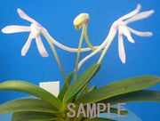 Neofinetia falcata 'Unkai' 운해 雲海