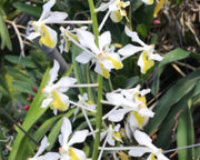 Vanda lamellata v. boxallii f. alba