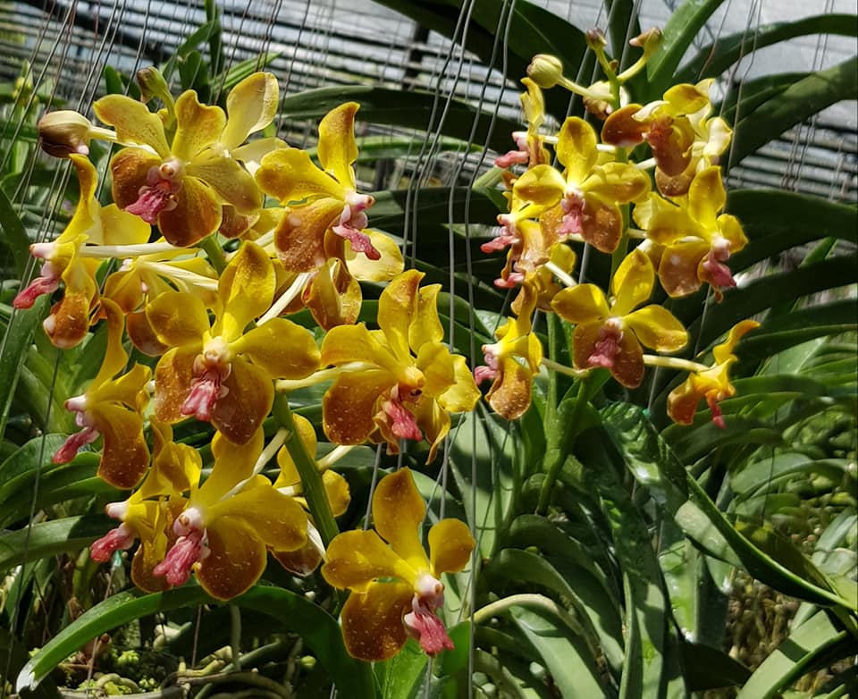 Vanda M. V. Tannins 'Kirk' AM/AOS (Vanda Mem. Thien chai x V. lamellata)