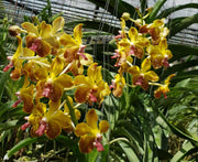 Vanda M. V. Tannins 'Kirk' AM/AOS (Vanda Mem. Thien chai x V. lamellata)