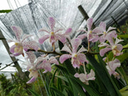 Vanda Tricolor x Vanda luzonica x Vanda coerulea