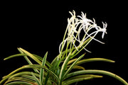 Neofinetia falcata 'Gojo Fukurin' 御城覆輪