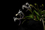 Carica l'immagine nel visualizzatore Galleria, Neofinetia falcata ‘Sasumaru’ 佐須丸