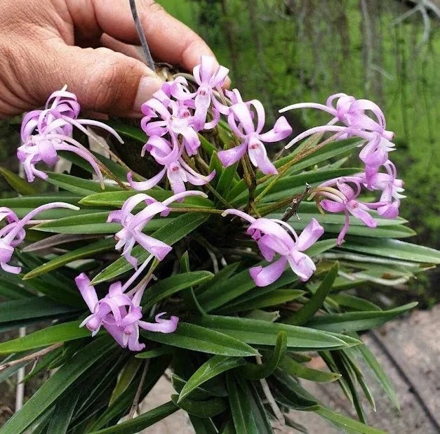 Vanda falcata x Vanda Charm 'Fujihime 藤姫'