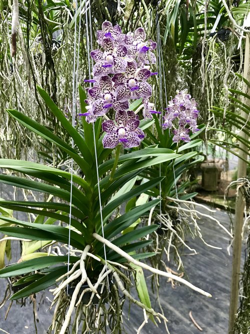 Vanda V. ( lamellata x brunea) x V. Mimi Palmer