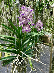 Vanda V. ( lamellata x brunea) x V. Mimi Palmer
