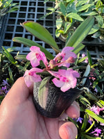 Carica l&#39;immagine nel visualizzatore Galleria, Vanda nana x Vandachostylis Lou Sneary
