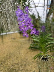 Vanda Jairak Sapphire