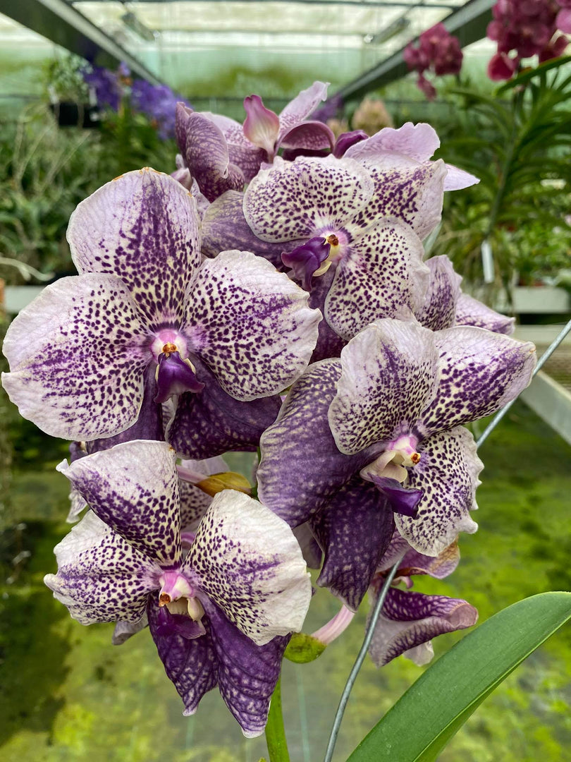 Vanda Antique Mauve Plum