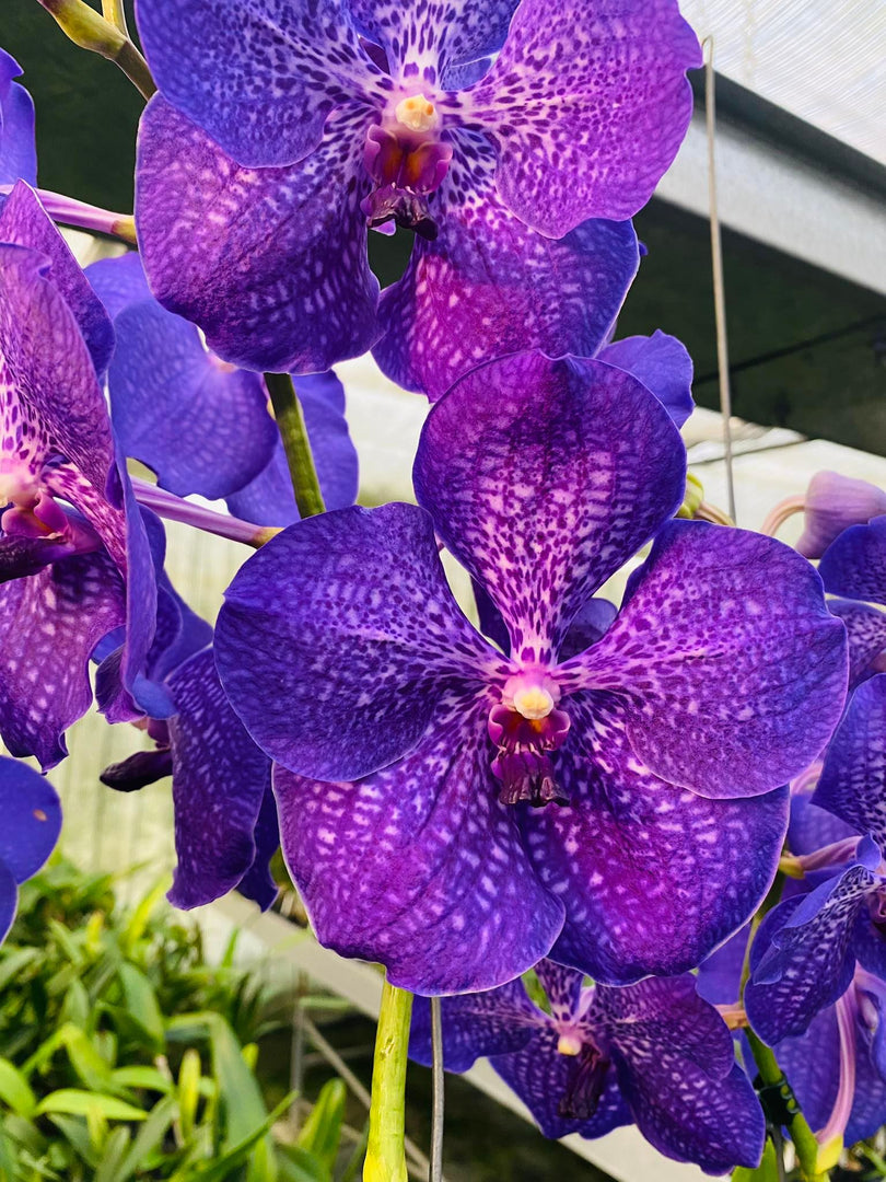 Vanda Banjong Sky Blue