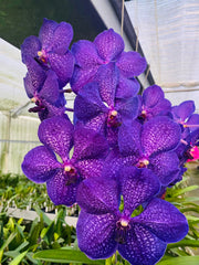 Vanda Banjong Sky Blue