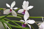 Carica l'immagine nel visualizzatore Galleria, Holcoglossum wangii x Vanda 'Bayrisch Blau'